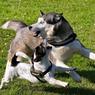 socialisation canine entre chiens lyon vallée d'azergues